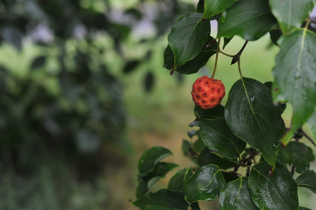  Dogwood Tree Berry by loweygrace