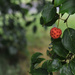  Dogwood Tree Berry by loweygrace