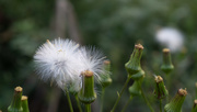 12th Sep 2018 - Fluff all over the backyard