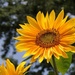 Sunflower by sunnygreenwood