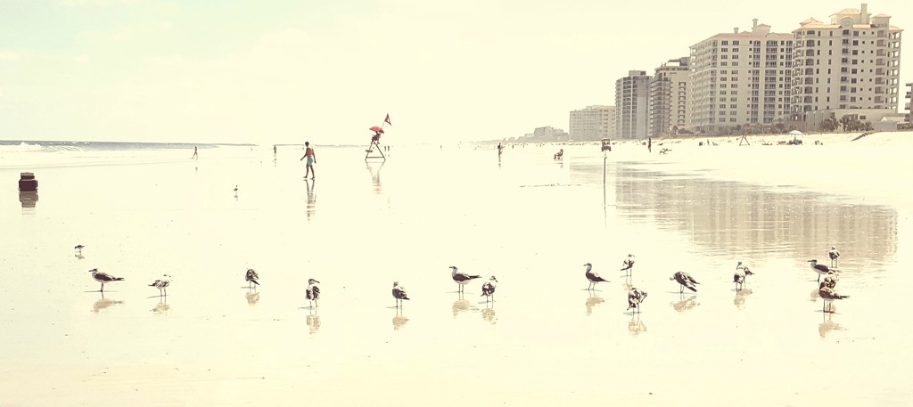 Seagull Central 1 by darylo