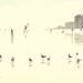 Seagull Central 1 by darylo