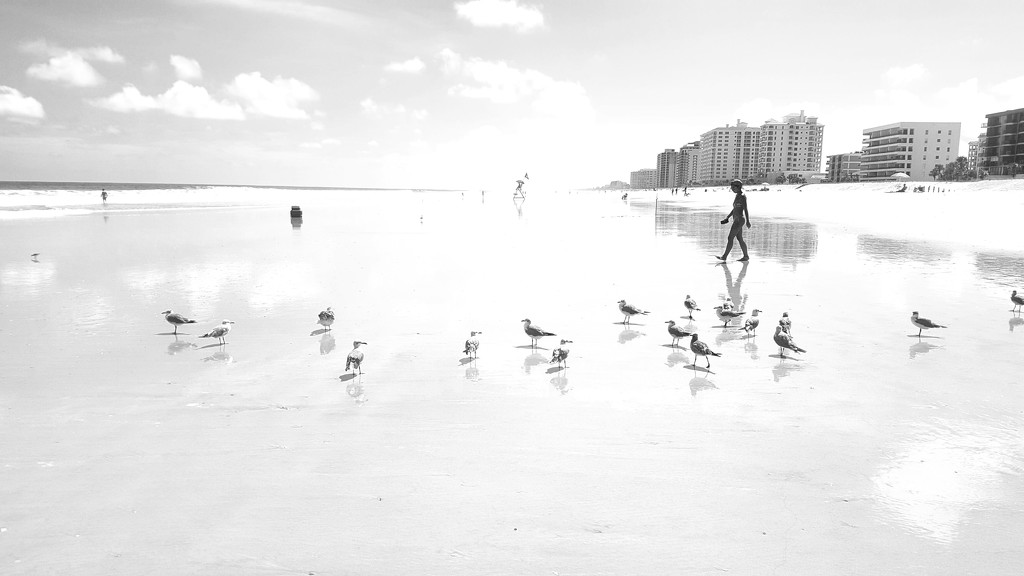 Seagull Central 2 by darylo