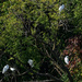 egret landscape  by rminer