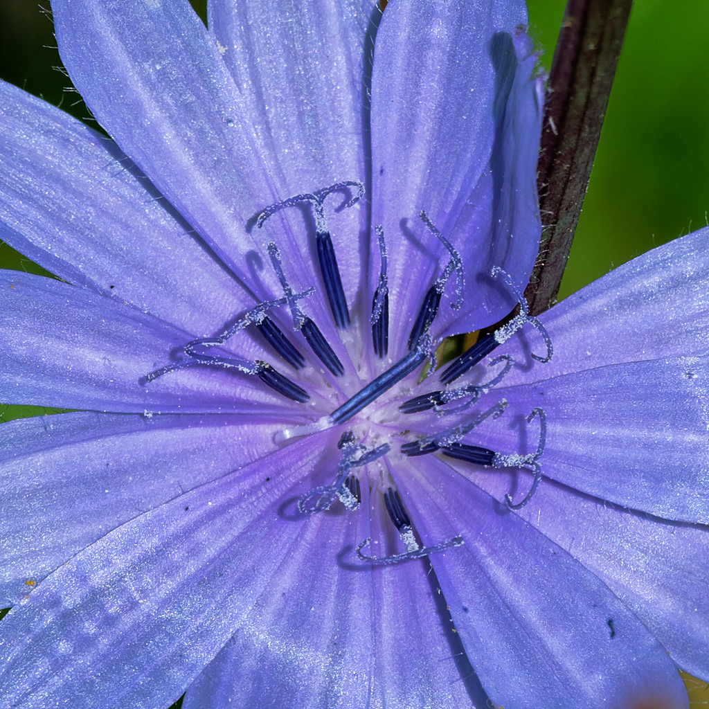 chicory closeup by rminer
