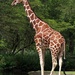 Tall Giraffe by randy23
