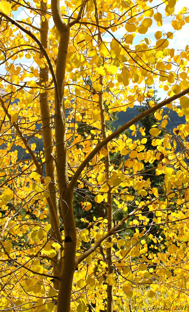 Quaking Aspen Leaves by harbie