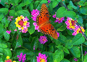 14th Sep 2018 - Butterflies love lantana flowers (Butterfly bush)