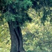 Tree Love by linnypinny