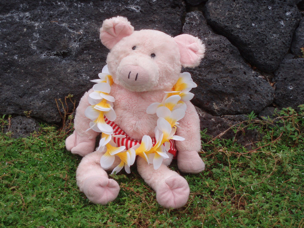 Easy-Pig in Hawaii by tinley23