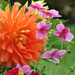 Happy Blooms by seattlite