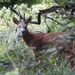 Male Roe Deer by mattjcuk