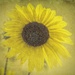 Sunflower Grunge by 365karly1