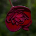 Dark Begonia  by tonygig