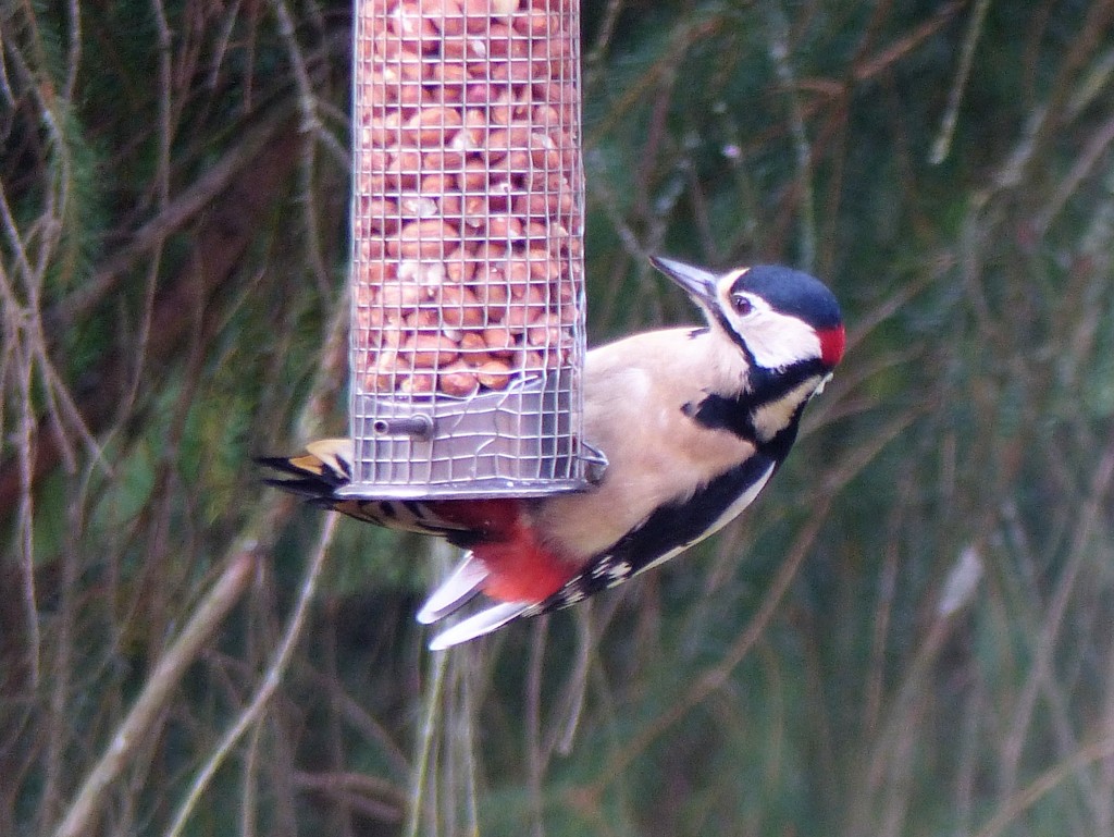 Mr Woodpecker  by susiemc