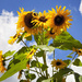 Sunflowers by kiwichick