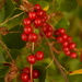 String of Berries by fbailey