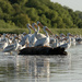 pelicans on a log- by samae