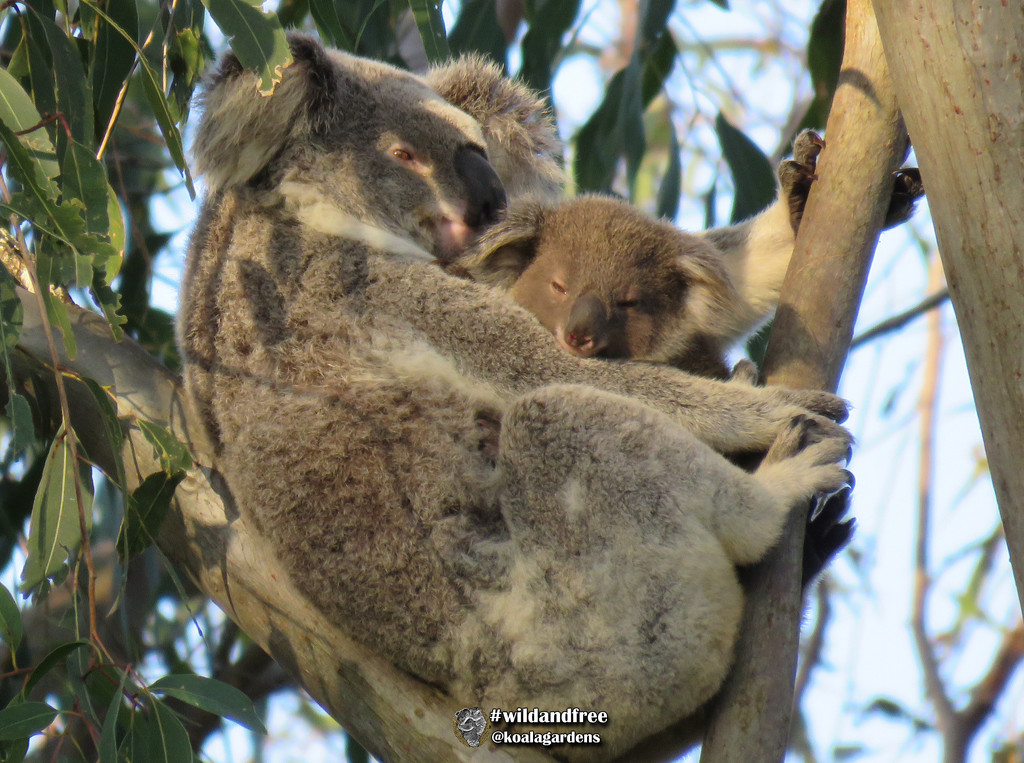 lil Frankie by koalagardens