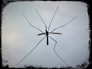 15th Sep 2018 - Daddy long legs (Crane fly )