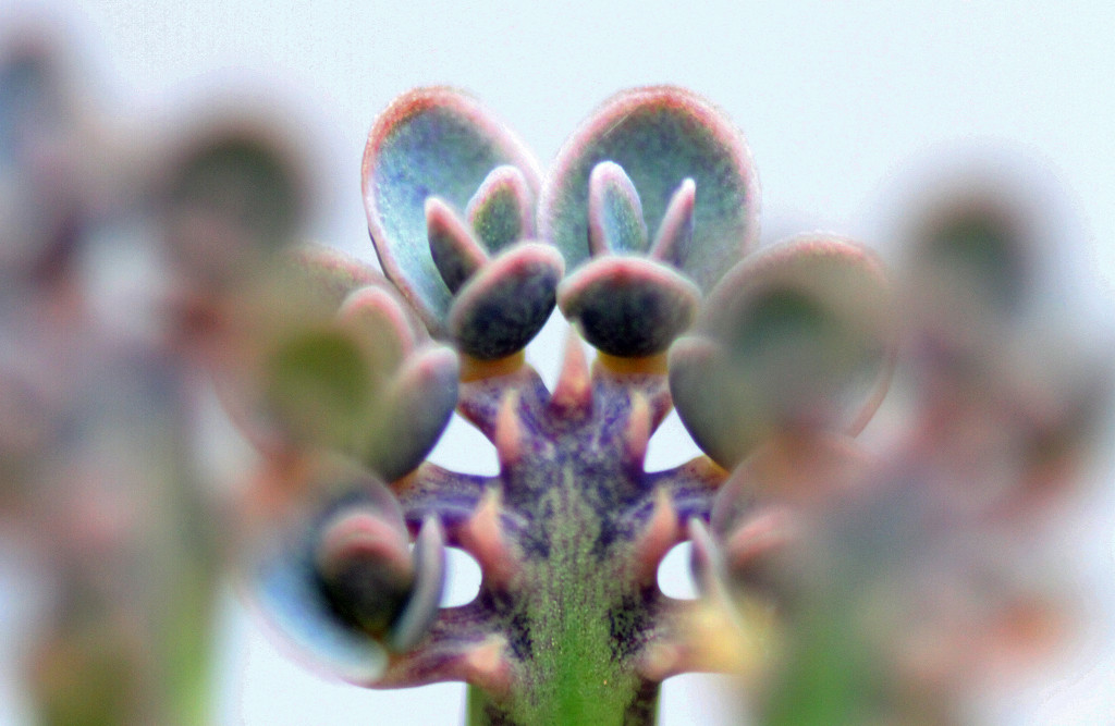 Bryophyllum delagoense by bagpuss