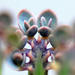 Bryophyllum delagoense by bagpuss