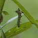 LHG_0844 caterpillar by rontu