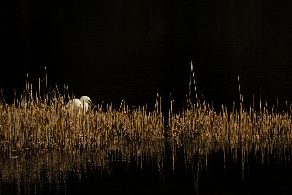 Egret in the reeds....... by ziggy77