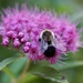 Bee/spirea by amyk