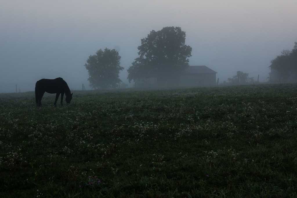 Another Foggy Morning by farmreporter