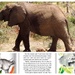A Real Saggy Baggy Elephant by allie912