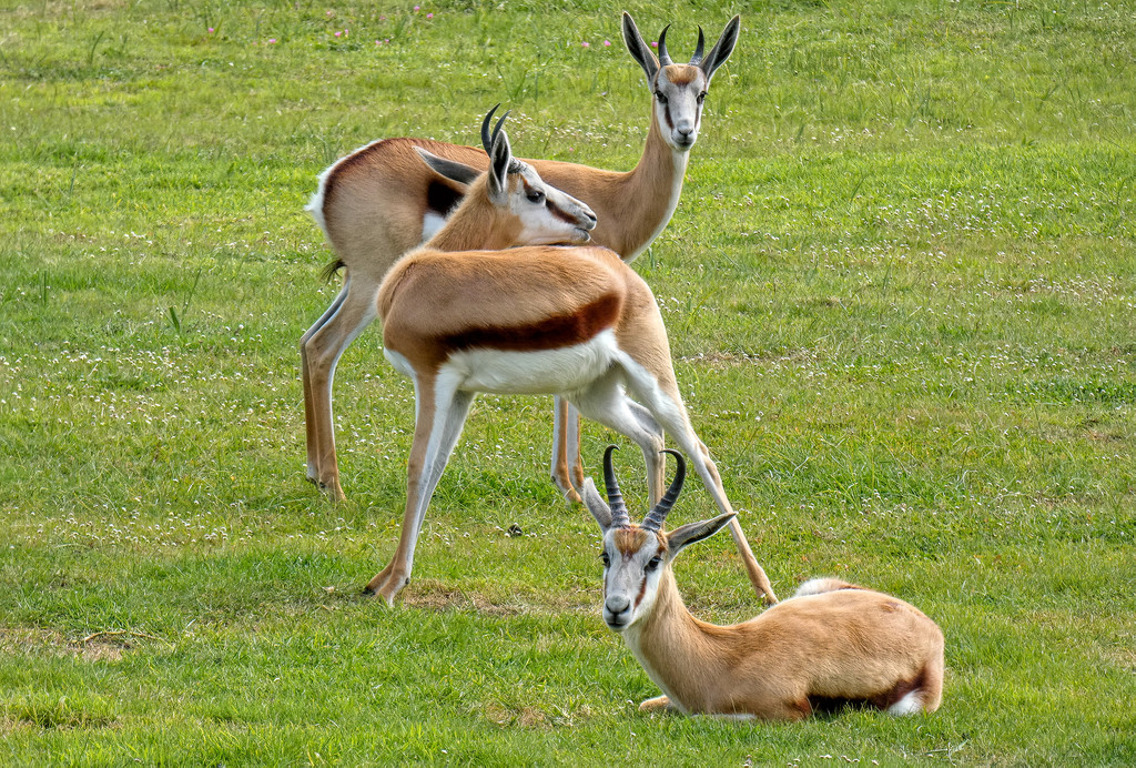 These three Springbuck  by ludwigsdiana