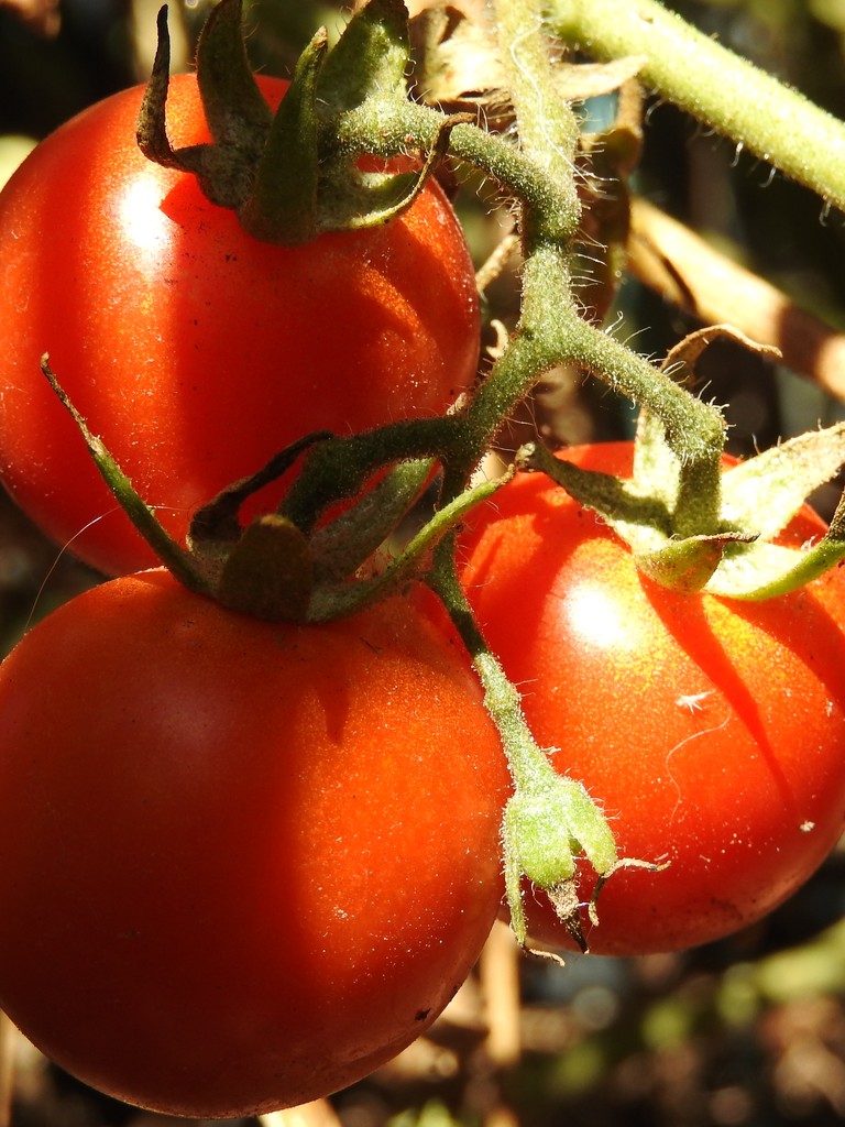 Tomatoes in our Garden by janeandcharlie