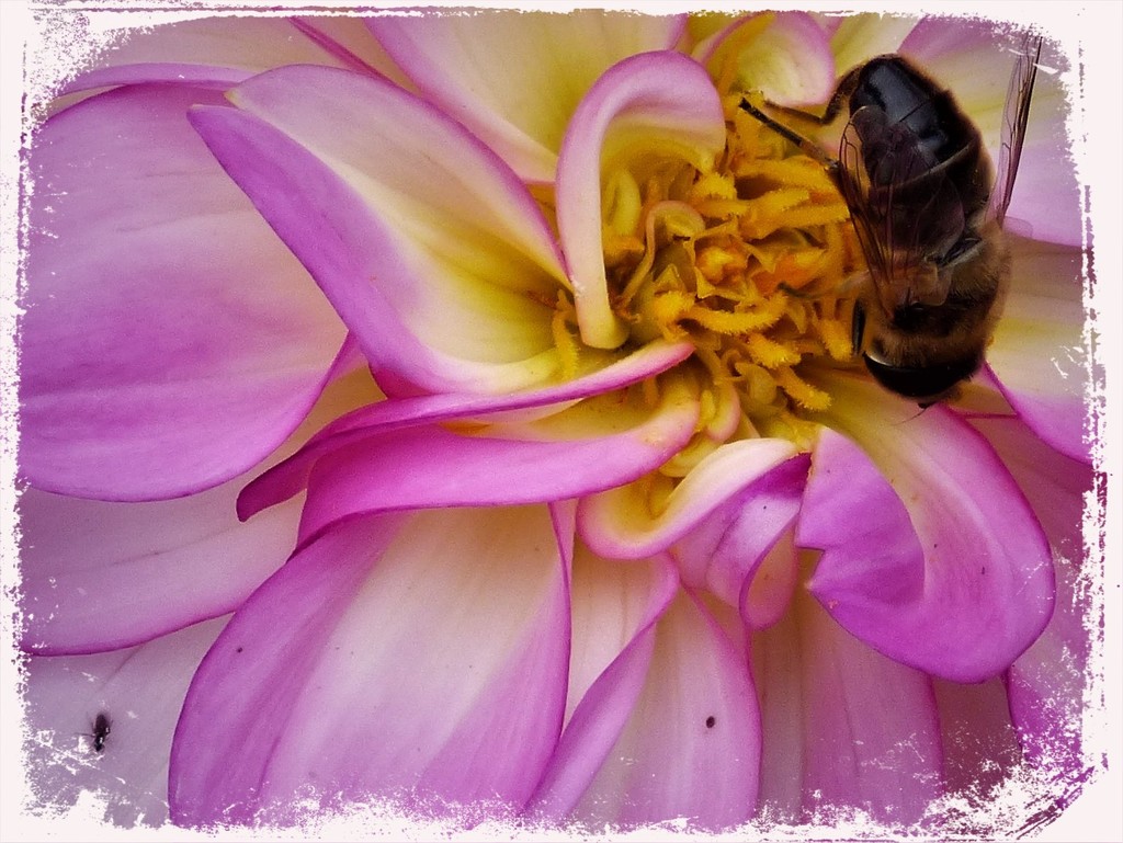 Little and Large - ( The bee and the little black bugs ) by beryl