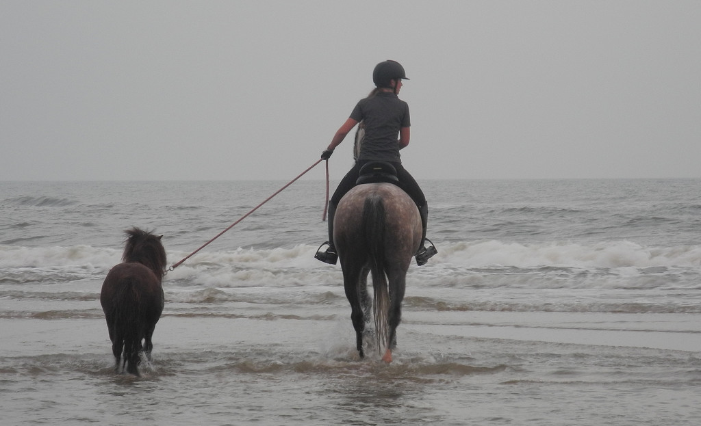 horses on the beach by marijbar