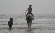 15th Sep 2018 - horses on the beach