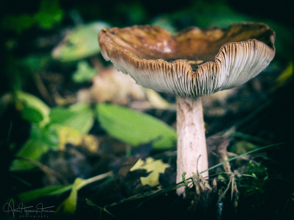 Unidentified mushroom by atchoo