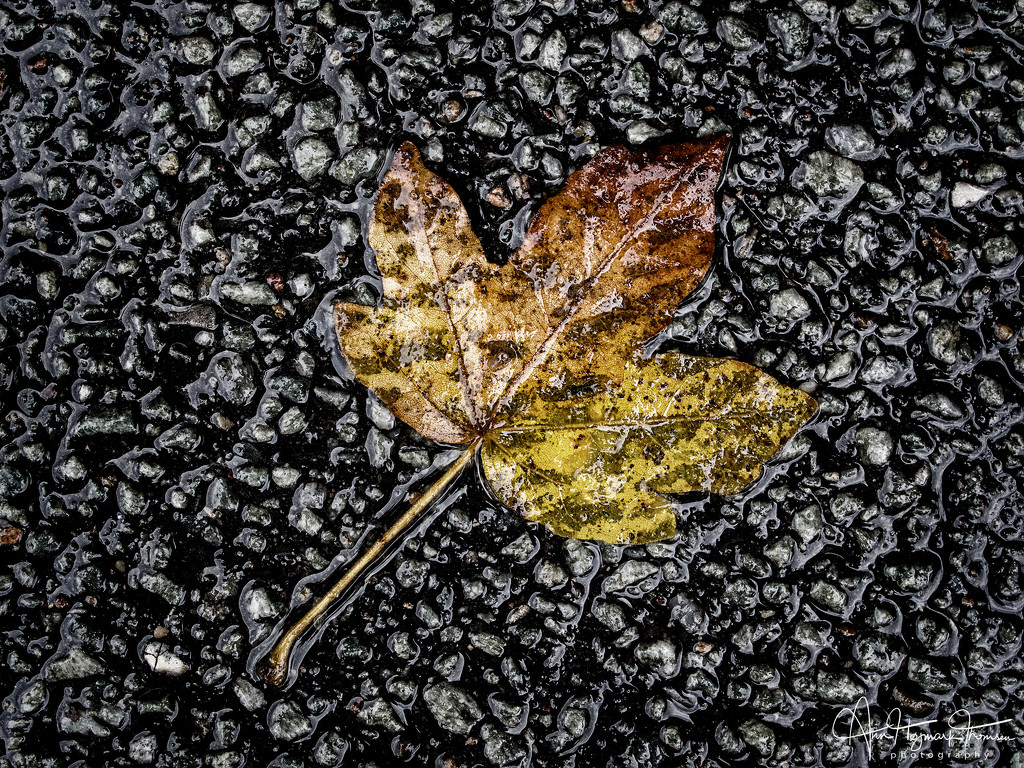 Another fall leaf by atchoo