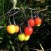 Woody Nightshade berries by julienne1