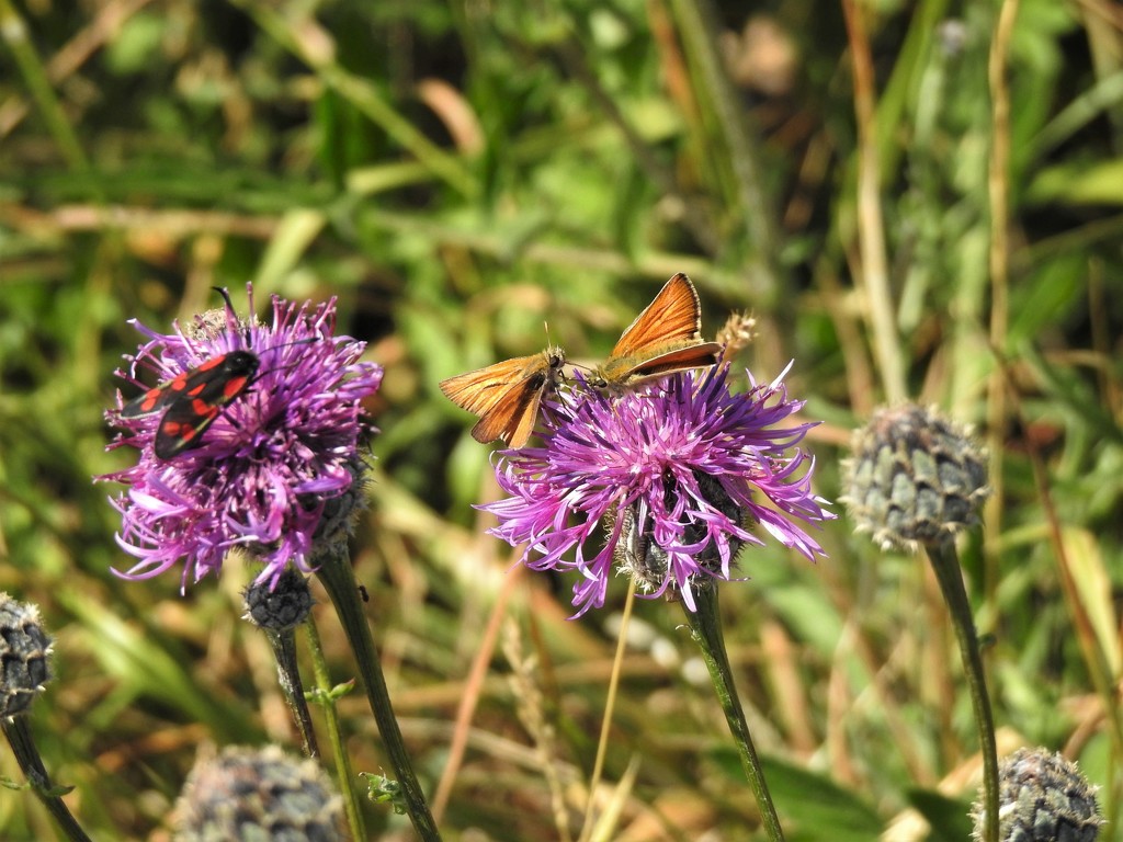  2 Skippers and a Burnet Moth  by susiemc