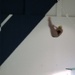 Westminster College Diving Team Practice  by skipt07