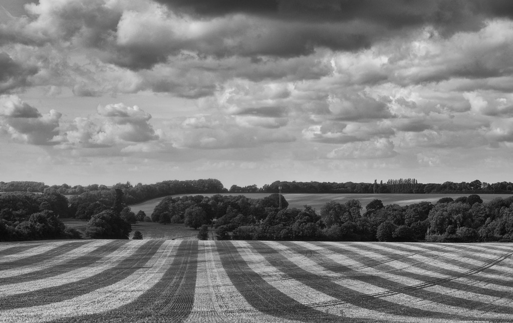 Striped Stubble by fbailey