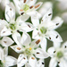 White flowers by novab