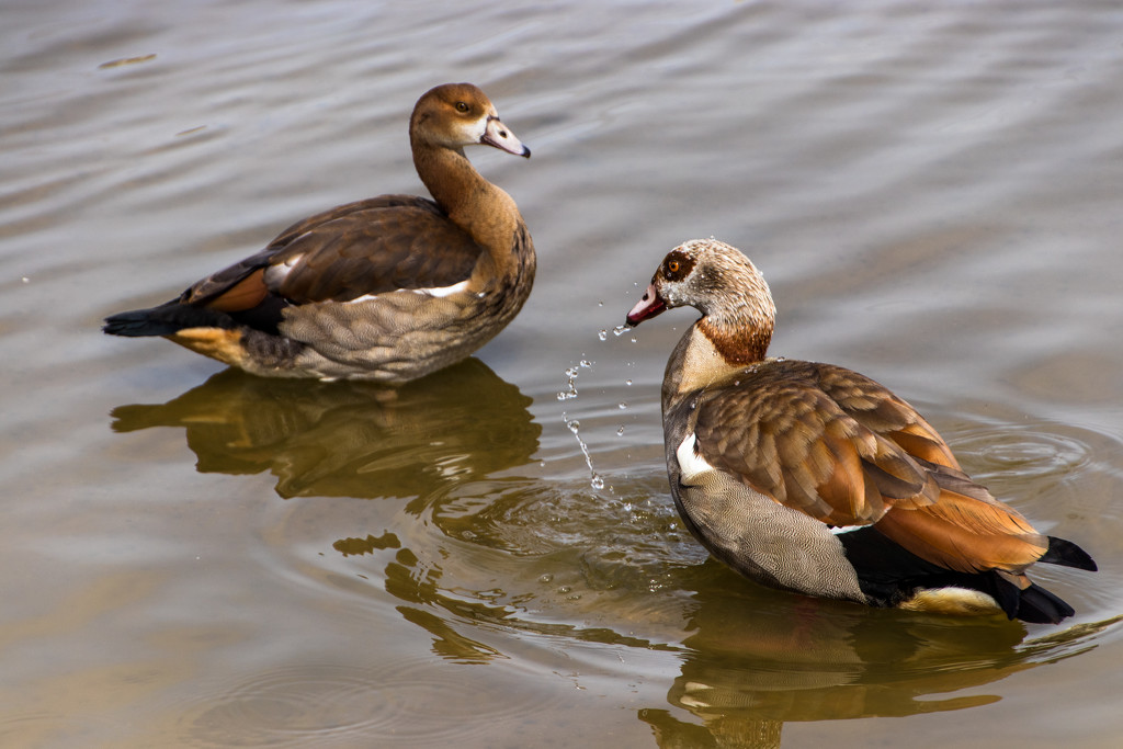 Egyptian Geese by seacreature