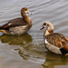 Egyptian Geese by seacreature