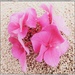  Pink Hydrangea by beryl
