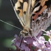 Day 247: Painted Lady by jeanniec57
