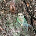 Cicada & The Shell He Crawled Out Of by bjchipman