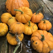 15th Sep 2018 - Picked my Pumpkins 