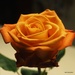 A "Just Because" Rose by selkie
